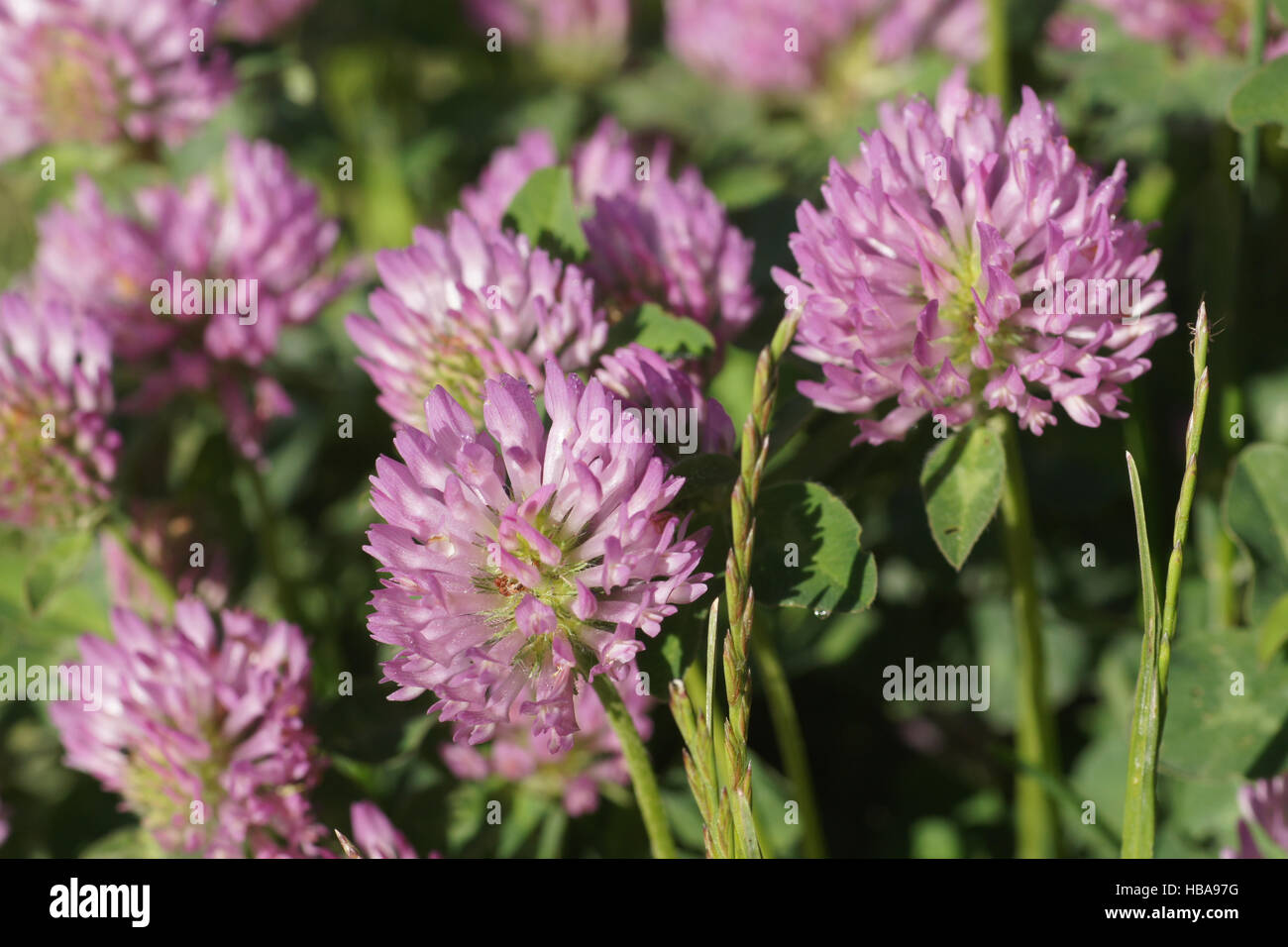 Trifolium pratense, Red clover Stock Photo