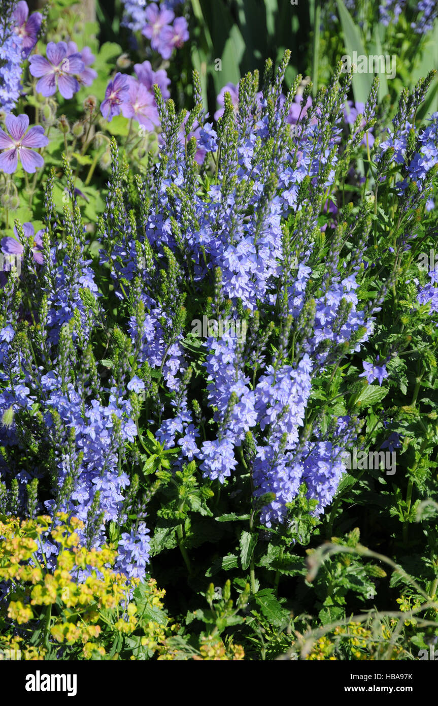 Veronica teucrium, Large speedwell Stock Photo