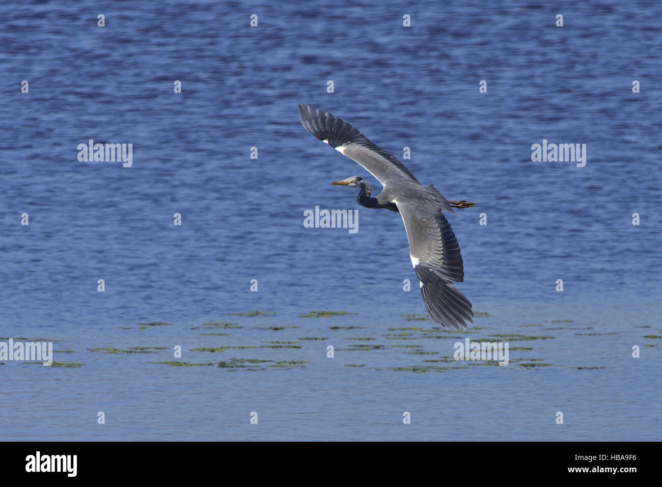 Grey heron Stock Photo