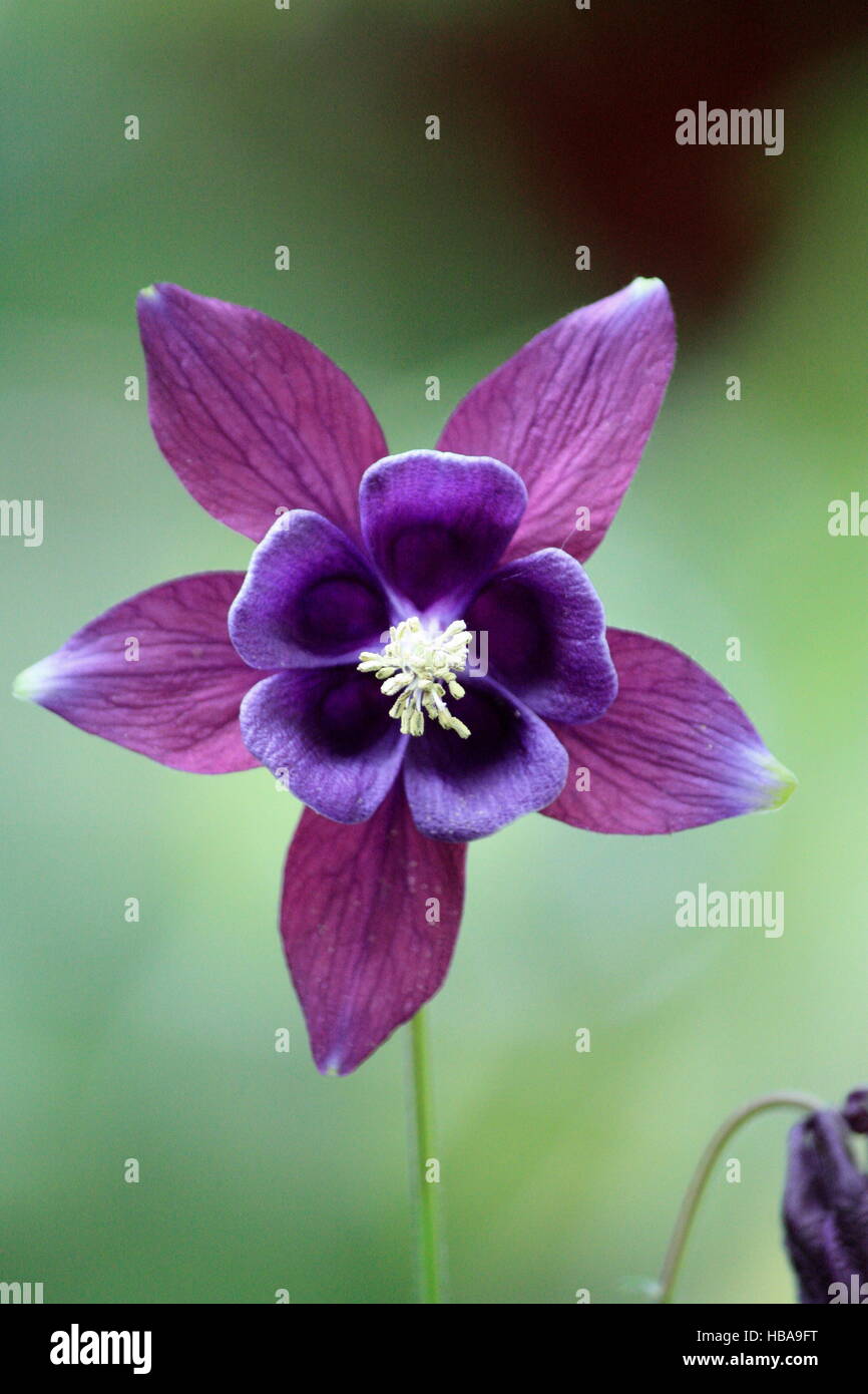 violett flower, columbine flower Stock Photo
