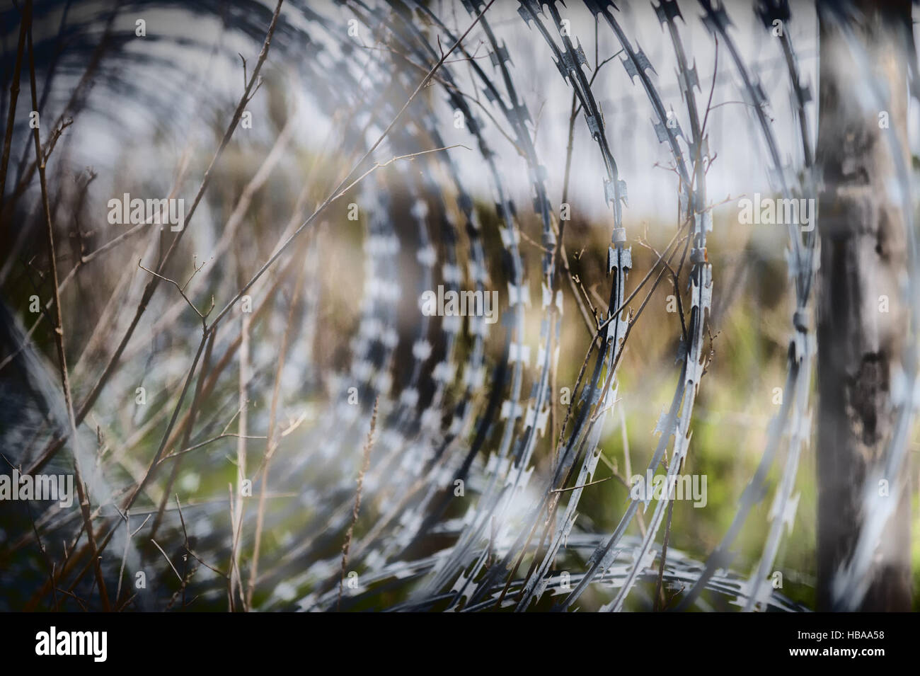 Closeup and details of a barbed wire fence Stock Photo - Alamy
