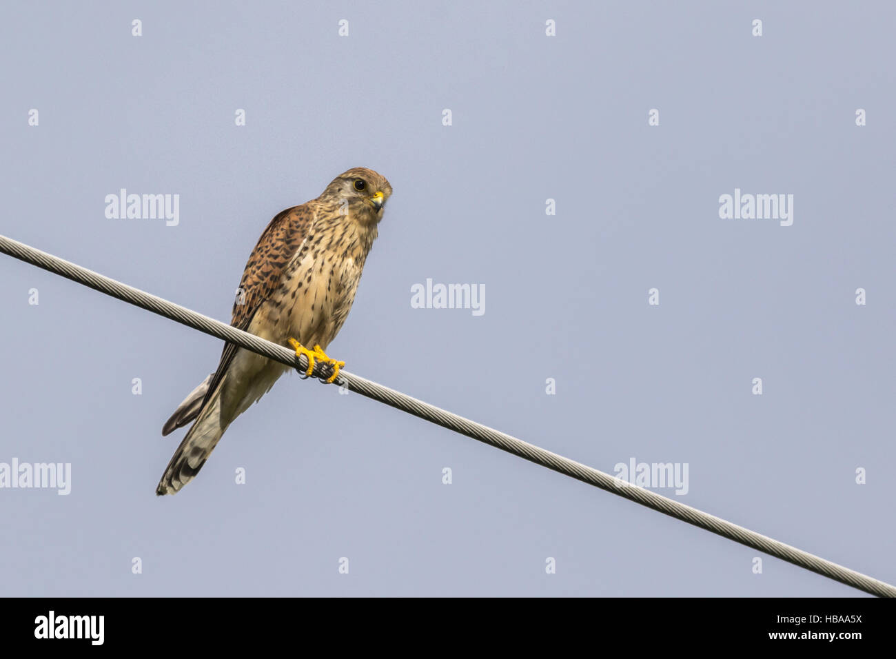 Common krestel (Falco tinnunculus) Stock Photo