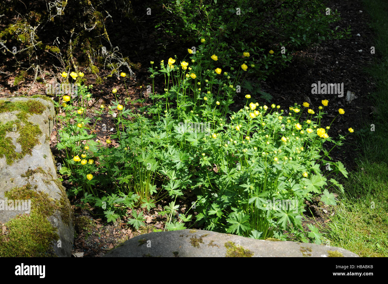 Trollius europaeus, Globeflower Stock Photo