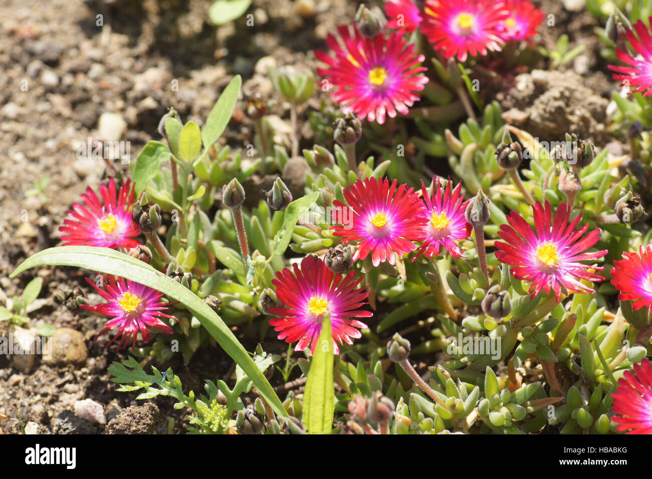 Mesembryanthemum Stock Photo