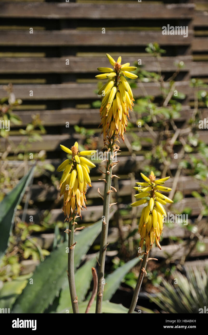 Aloe vera Stock Photo