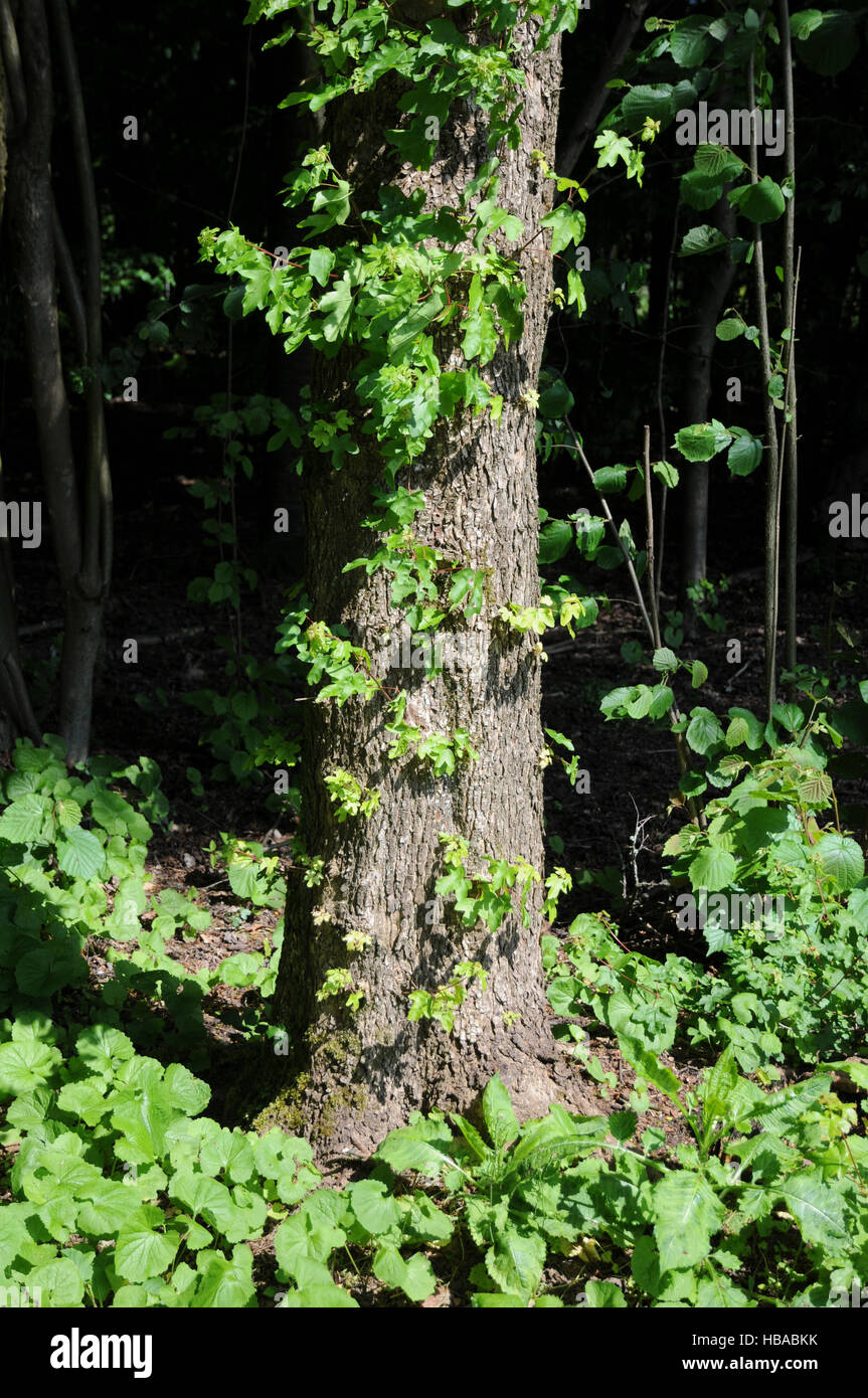Acer campestre, Field maple Stock Photo - Alamy