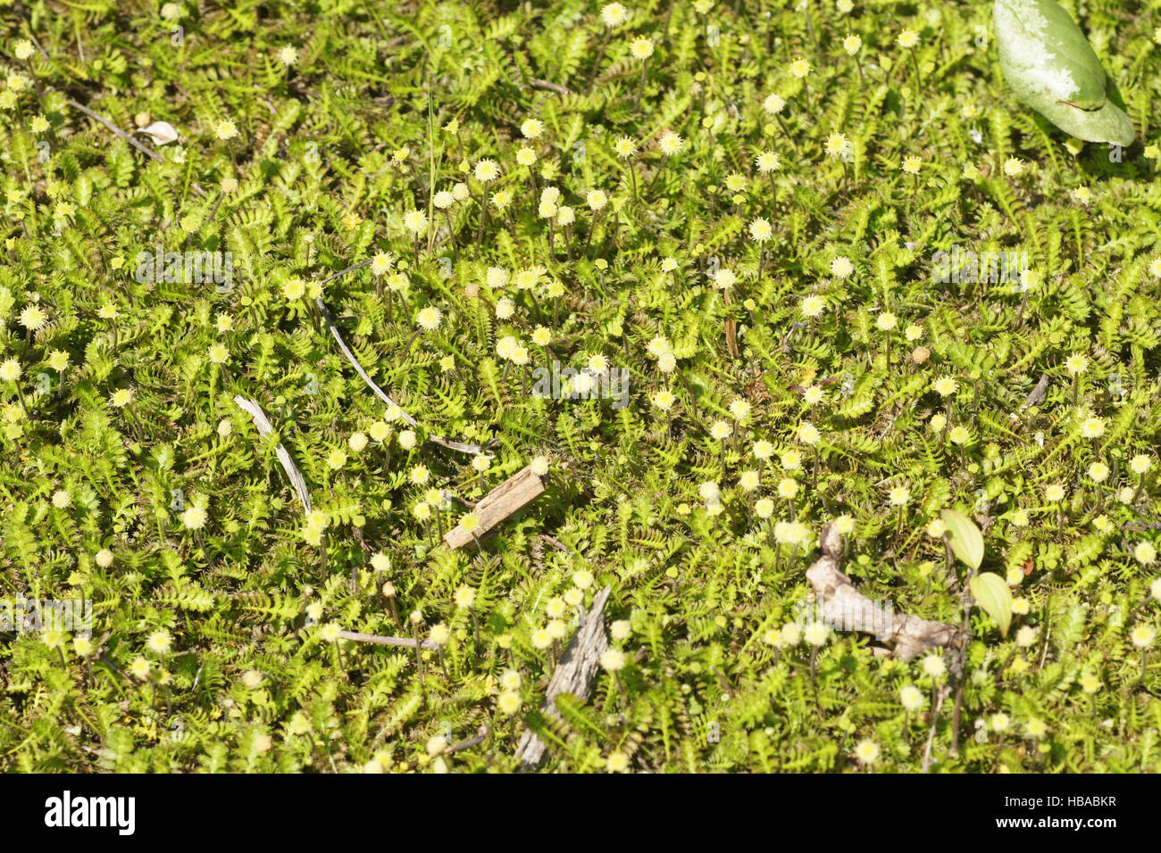 Leptinella squalida, New Zealand brass botton Stock Photo