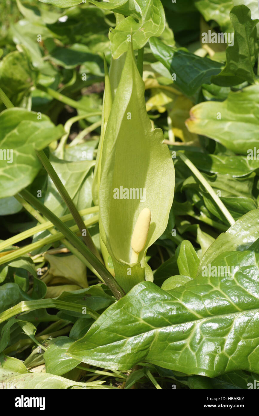 Plants arum cuckoo pint italian lords and ladies arum italicum