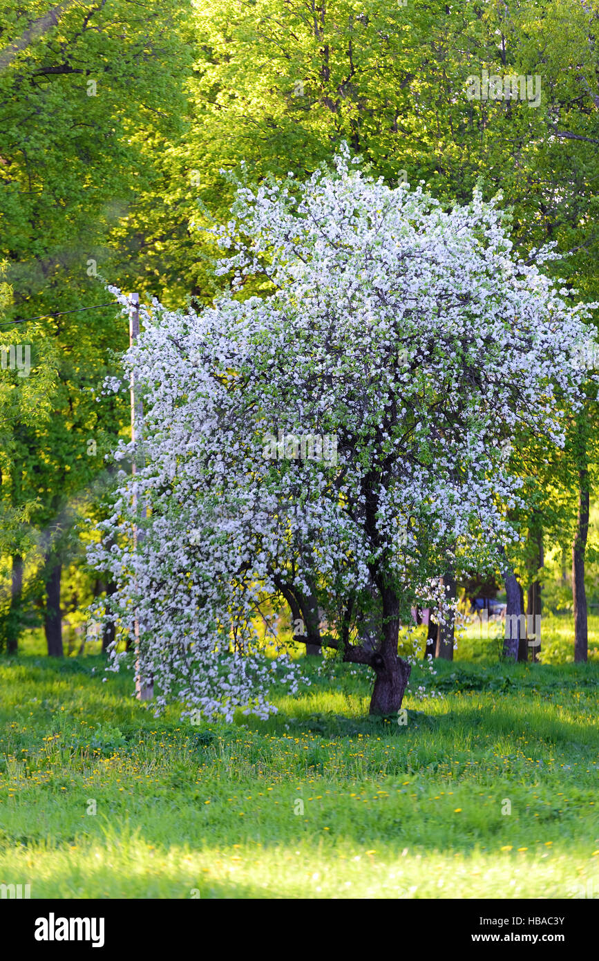 apple tree blossoms Stock Photo Alamy