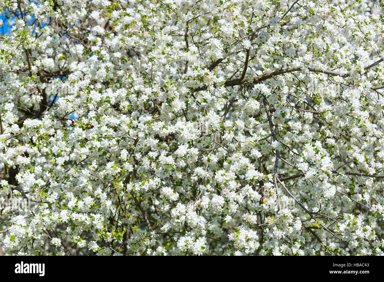 Apple Tree Blossoms Stock Photo Alamy Apple Tree Blossoms HBAC43