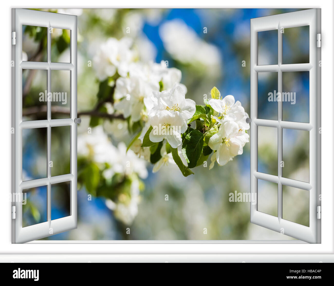 Spring Tree From Window view window flowering tree Stock Photo - Alamy