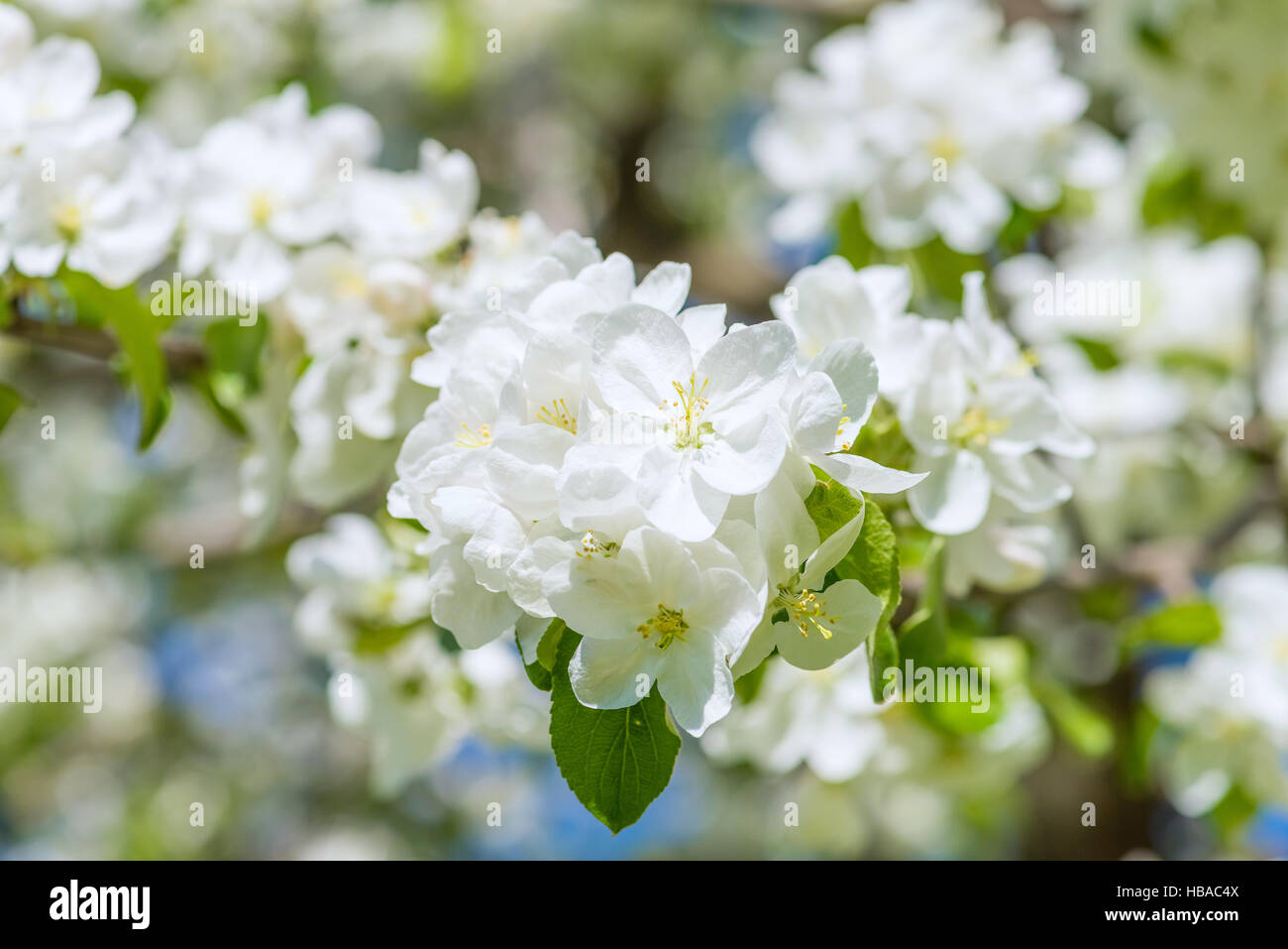 apple tree blossoms Stock Photo Alamy