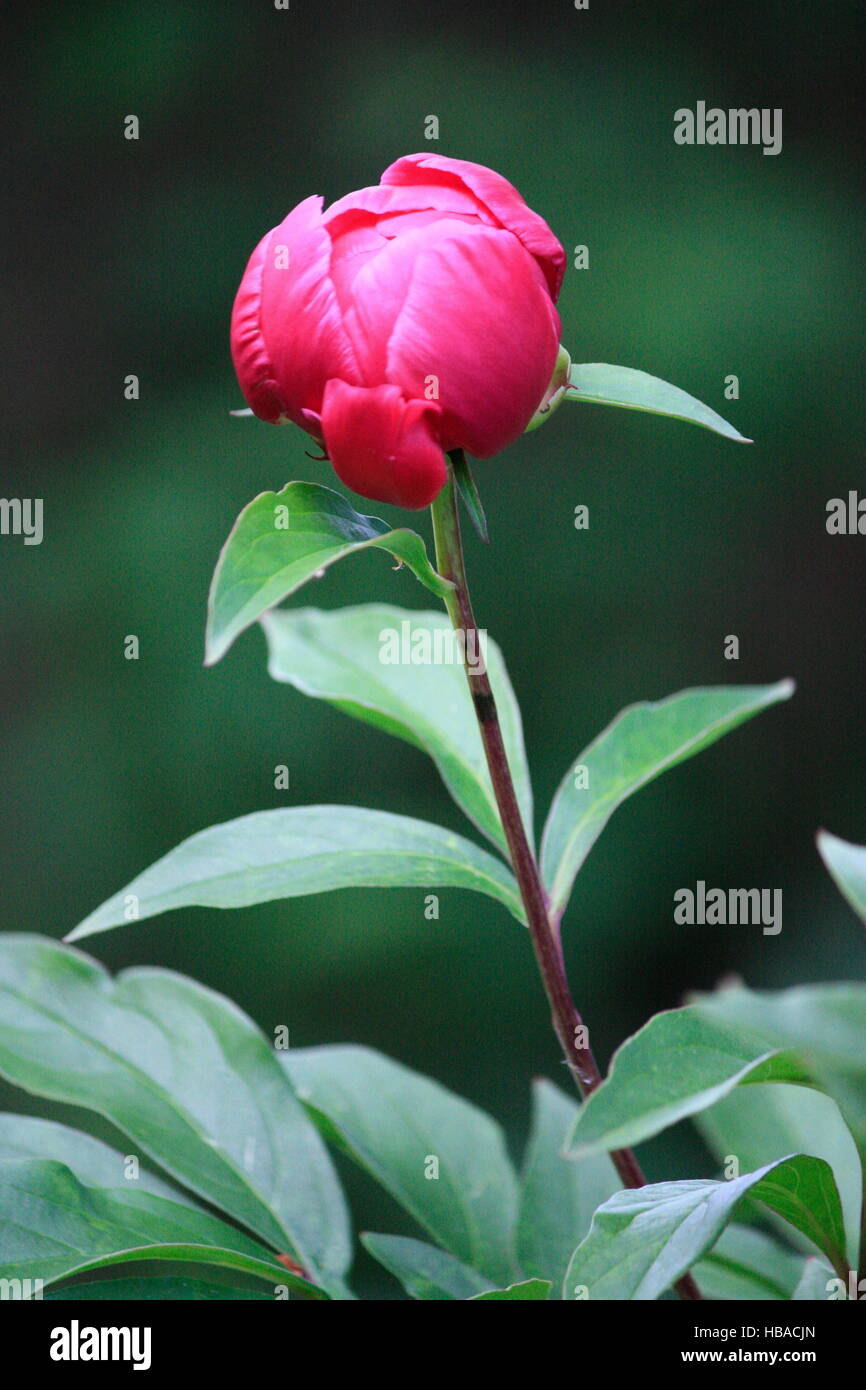 Peony bud hires stock photography and images Alamy