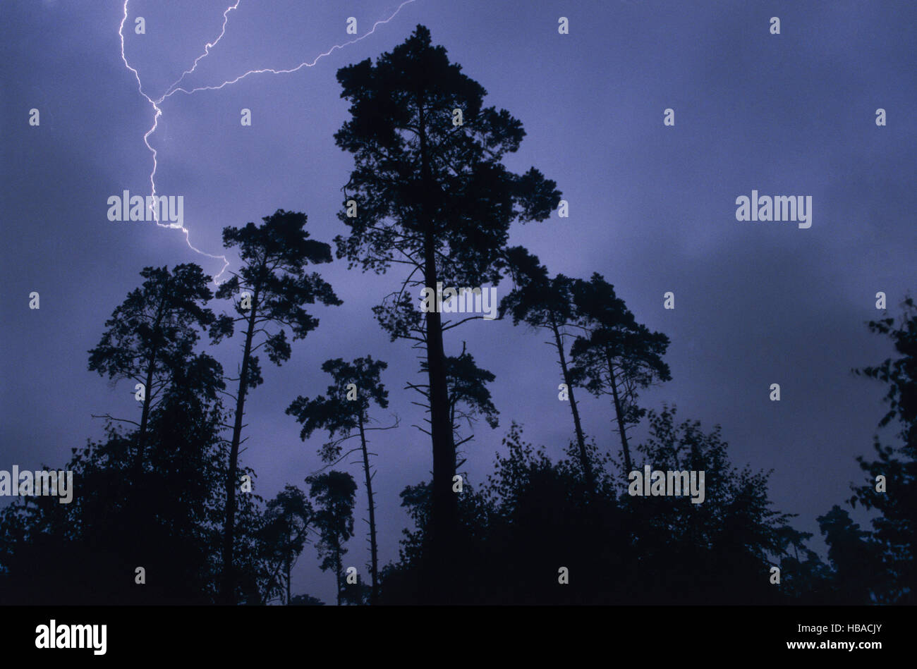 Lightnings over pinewood Stock Photo