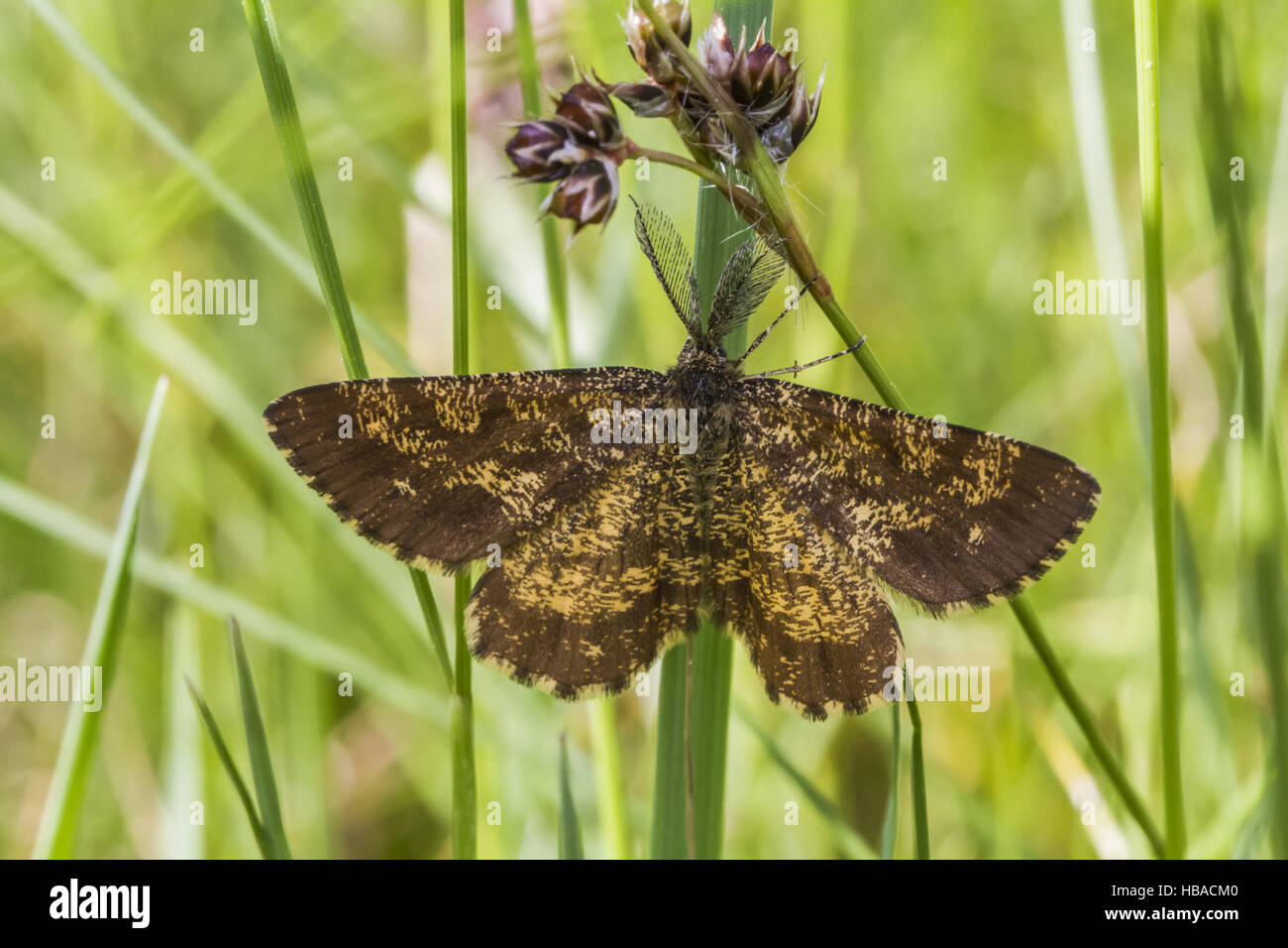 Heather moth (Ematurga atomaria) Stock Photo