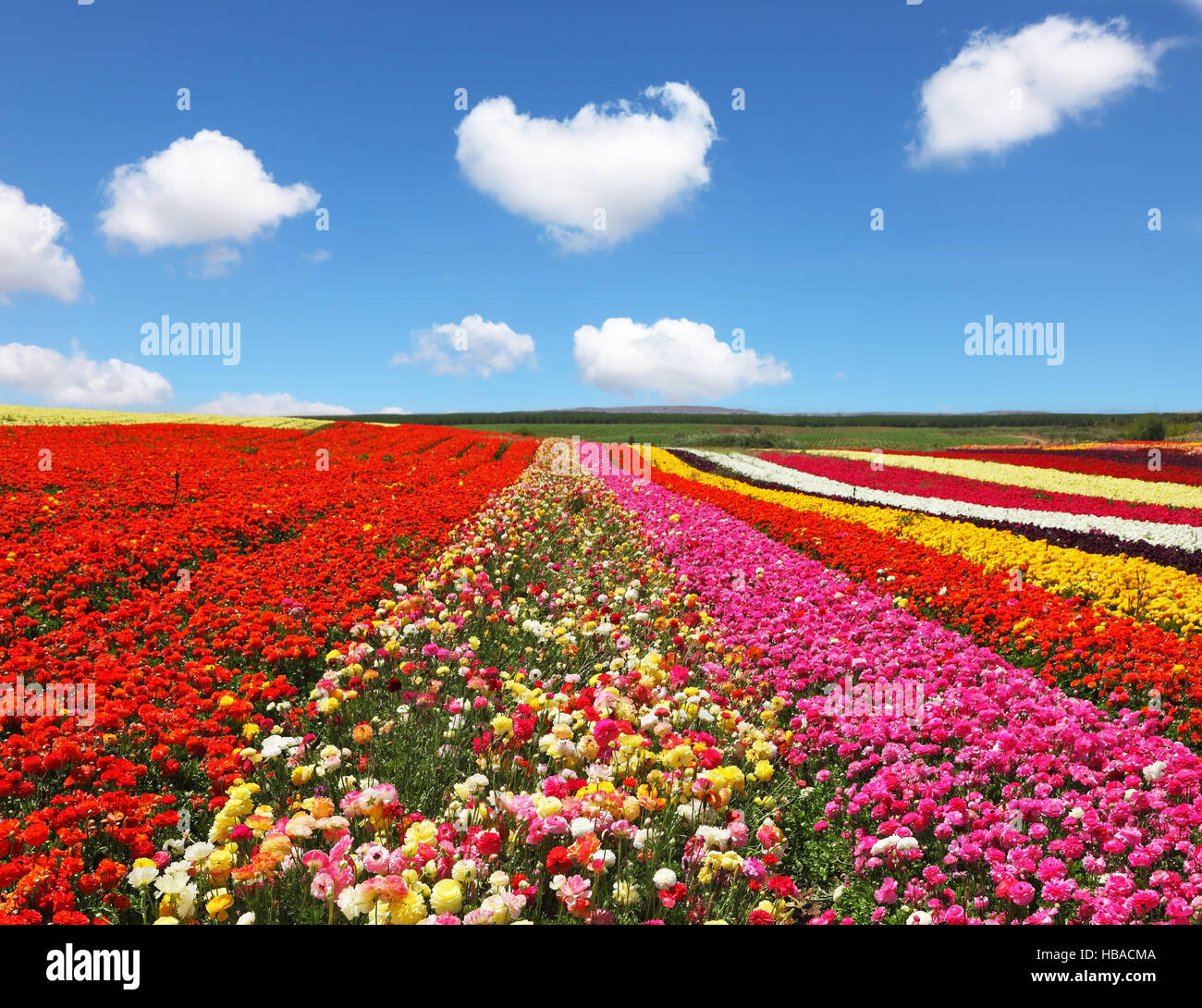Kibbutz flower fields Stock Photo Alamy