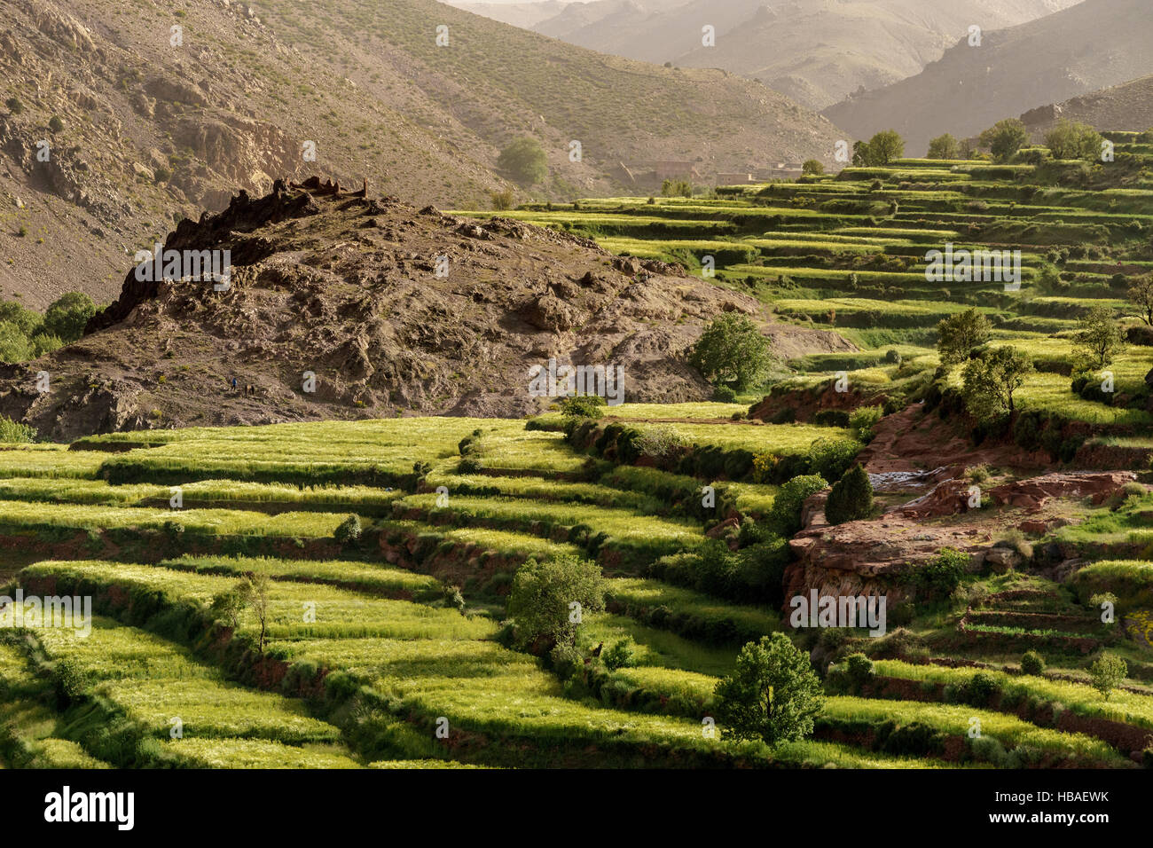 Landscape of terraces of cereal crops in the middle of the Atlas Mountains in Morocco at sunset Stock Photo
