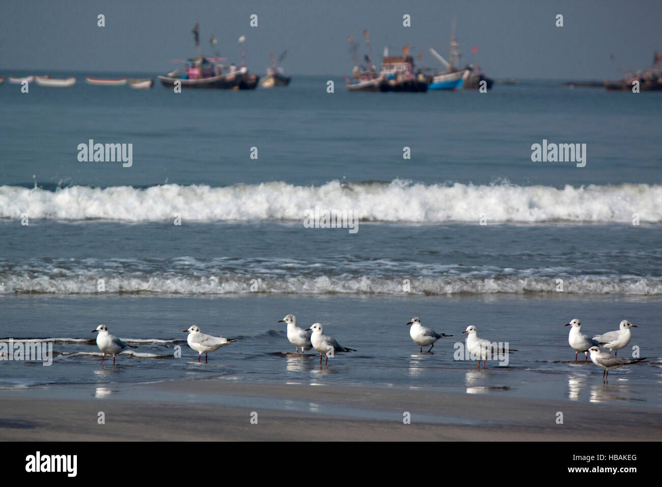 Seagulls on beach Stock Photo