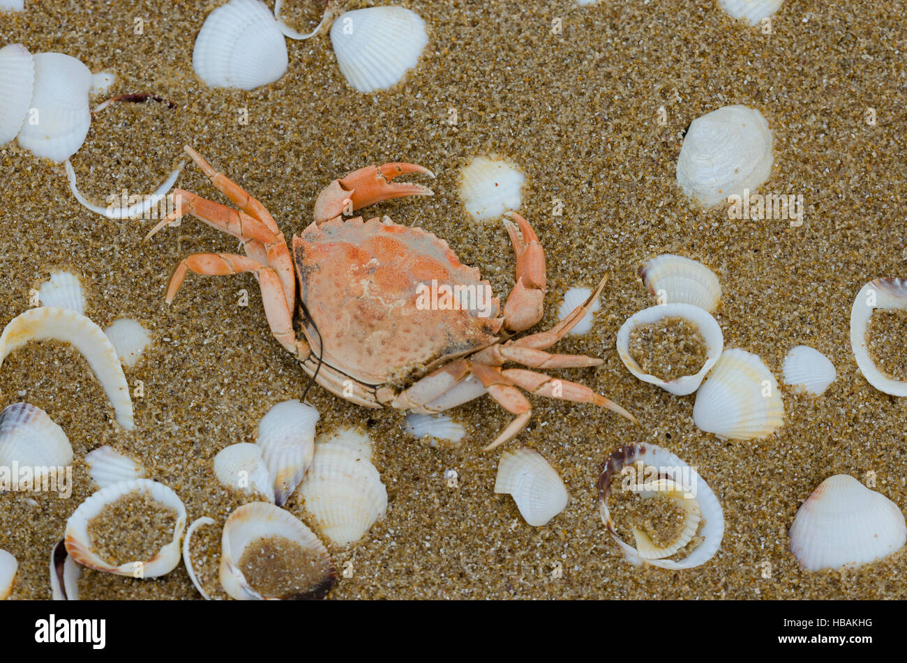 Shells and crab dead washed up on the beach Stock Photo - Alamy