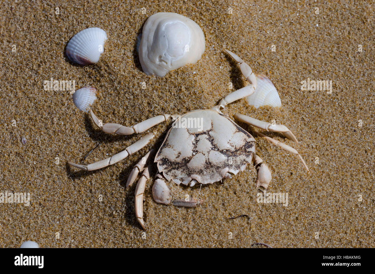 Shells and crab dead washed up on the beach Stock Photo - Alamy