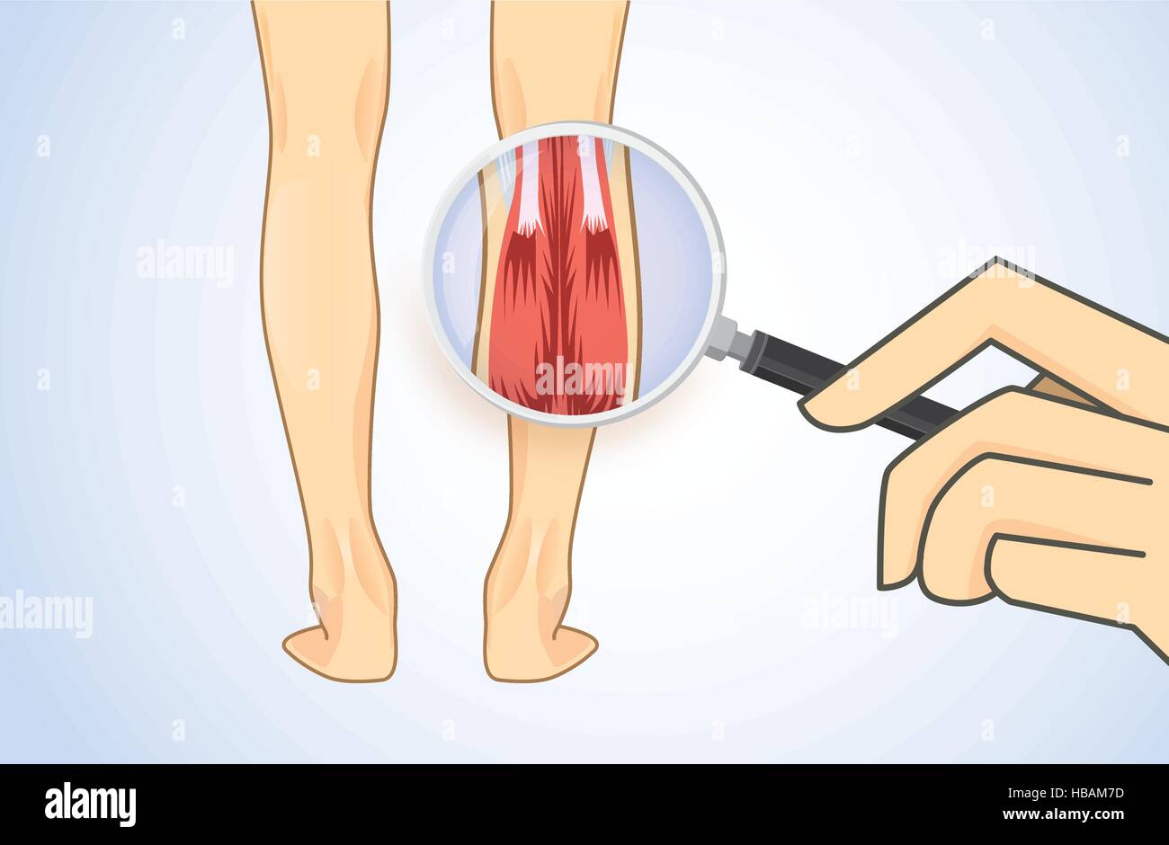 Zoom in Calf Muscle with magnifier Stock Vector