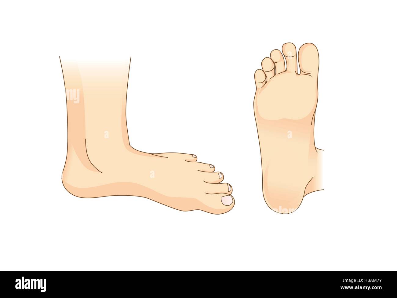 Foot vector in side view and bottom of foot Stock Vector Image & Art ...
