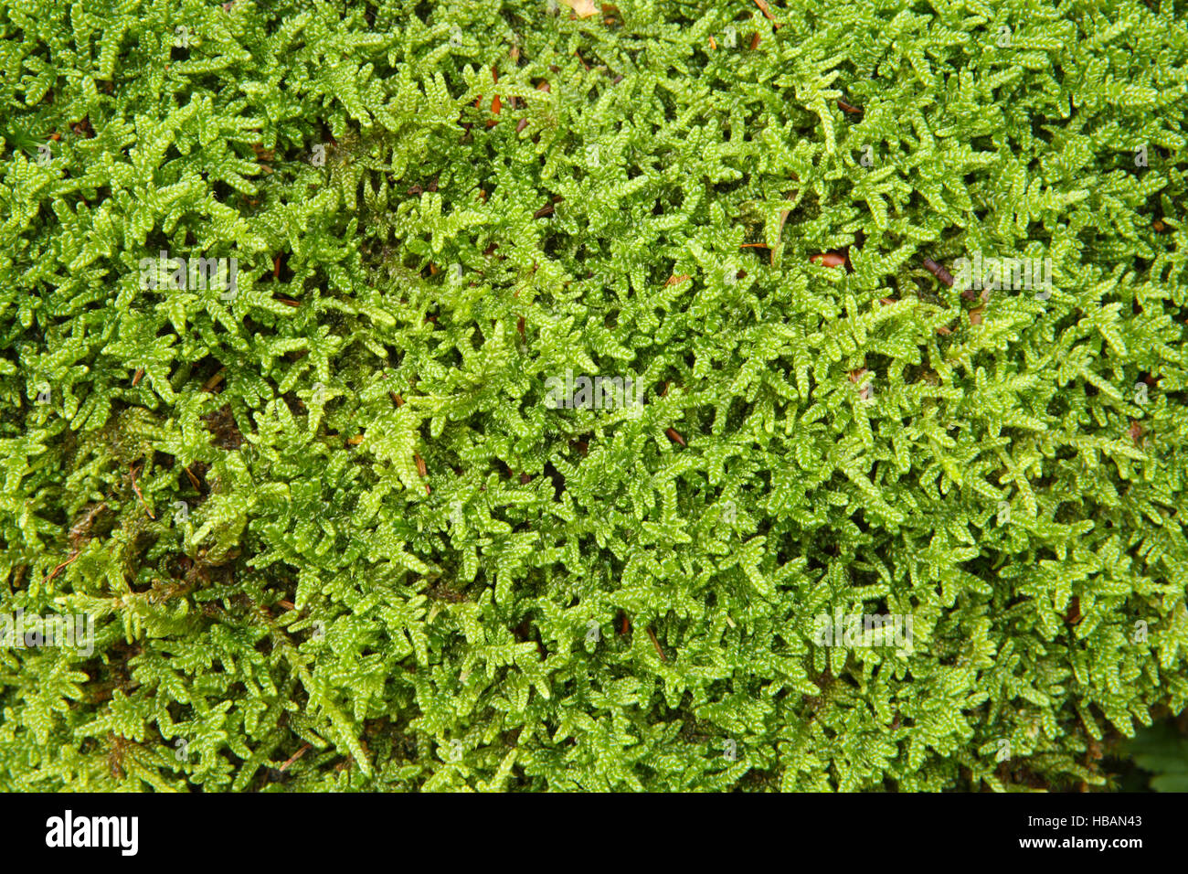 Natural texture. Moss Hypnum cupressiforme Stock Photo