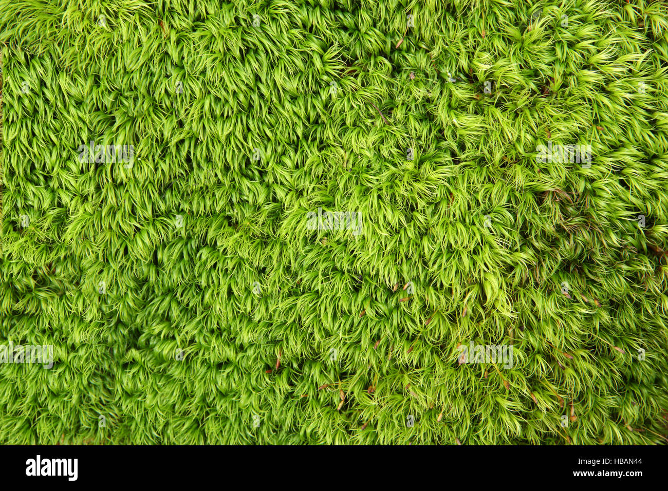 Natural texture. Moss Dicranum scoparium Stock Photo