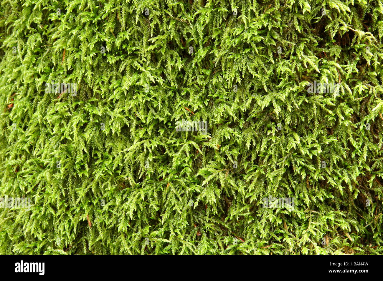 Natural texture. Moss Brachythecium rutabulum Stock Photo