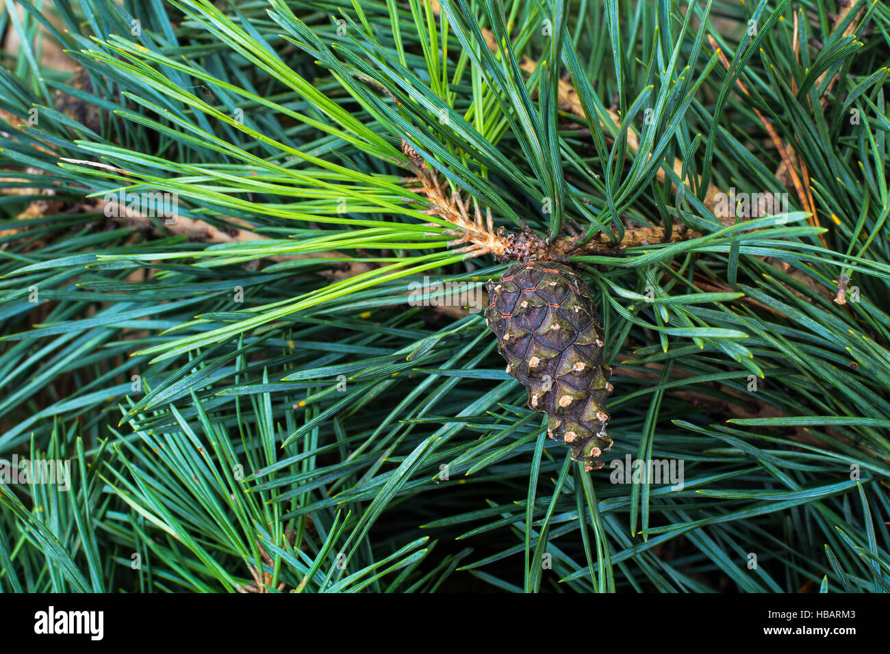 Cone pinus cedar snow winter hi-res stock photography and images - Alamy