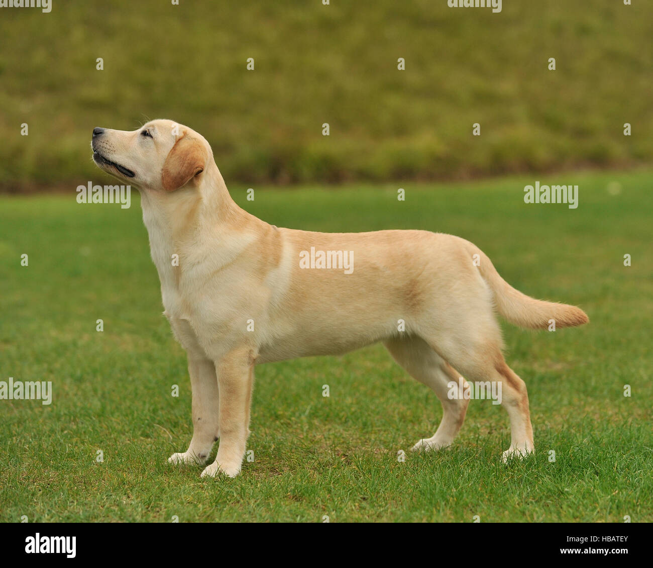 9 month old yellow lab