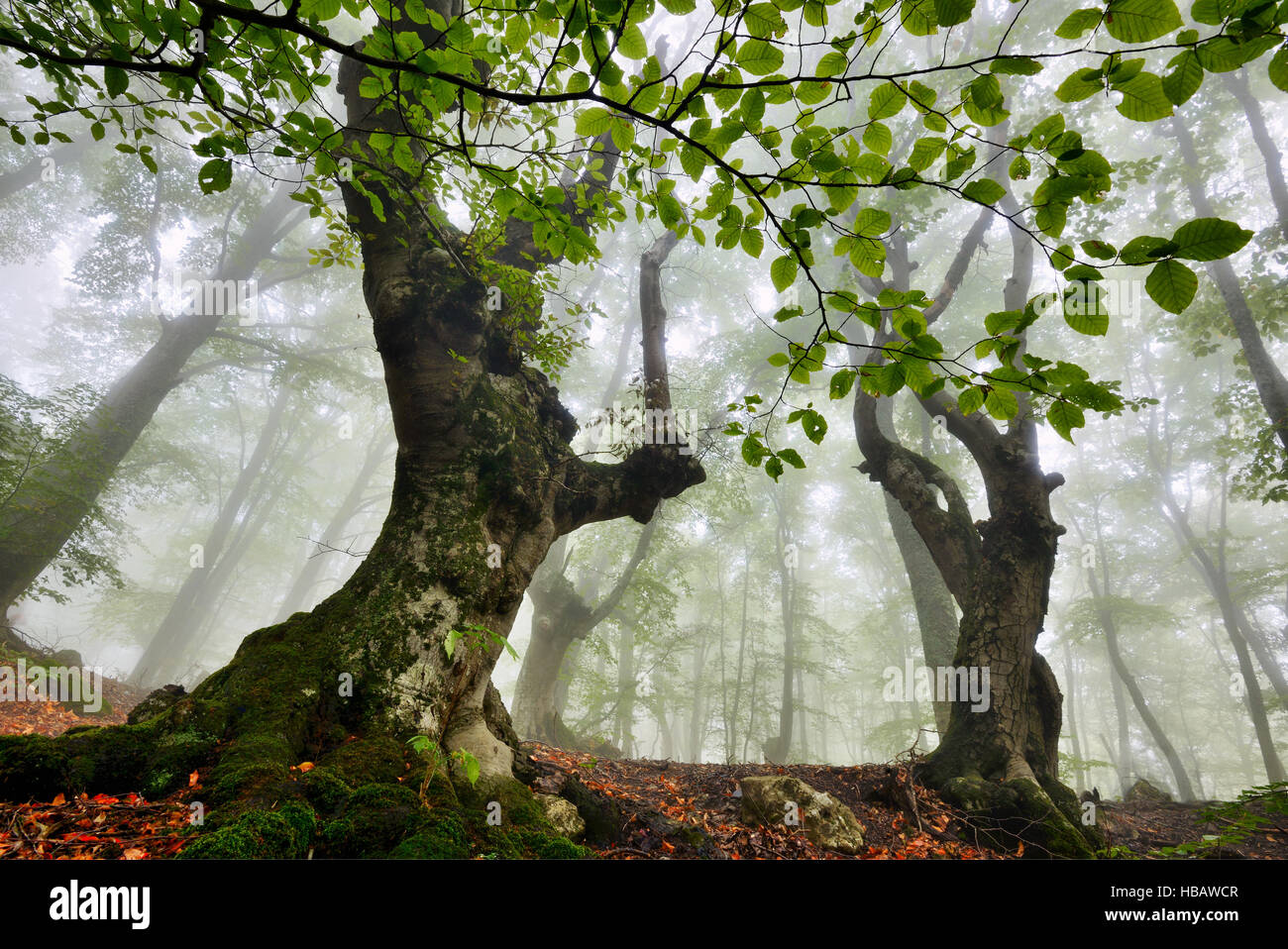 Low angle view of misty forest, Crimea, Ukraine Stock Photo