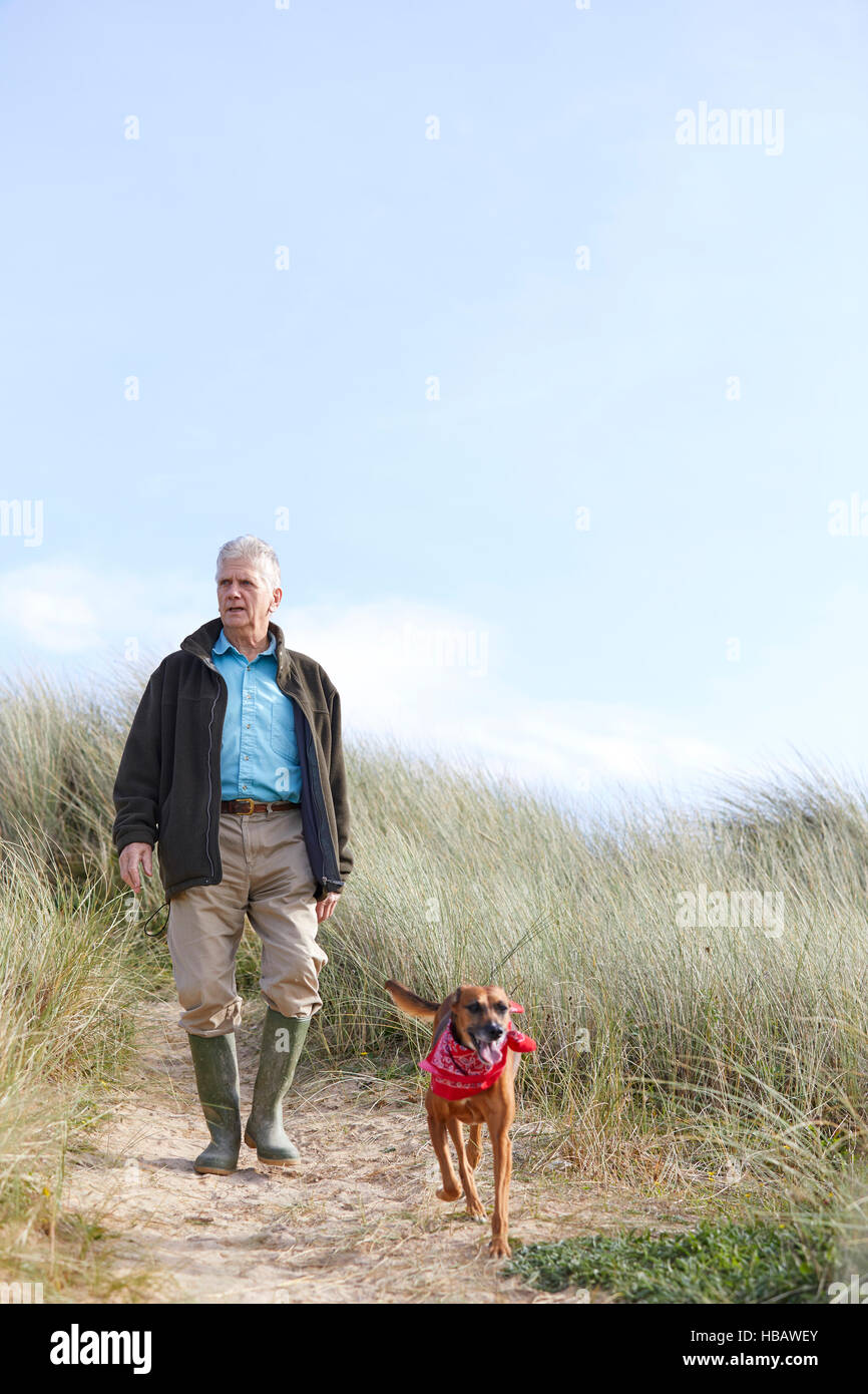Man walking pet dog on sand dunes, Constantine Bay, Cornwall, UK Stock Photo
