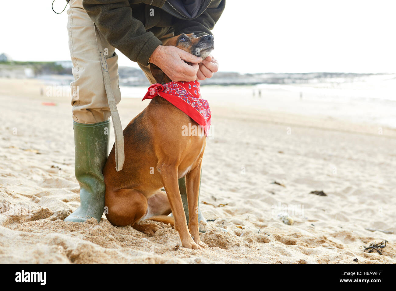 Man and dog on beach, Constantine Bay, Cornwall, UK Stock Photo