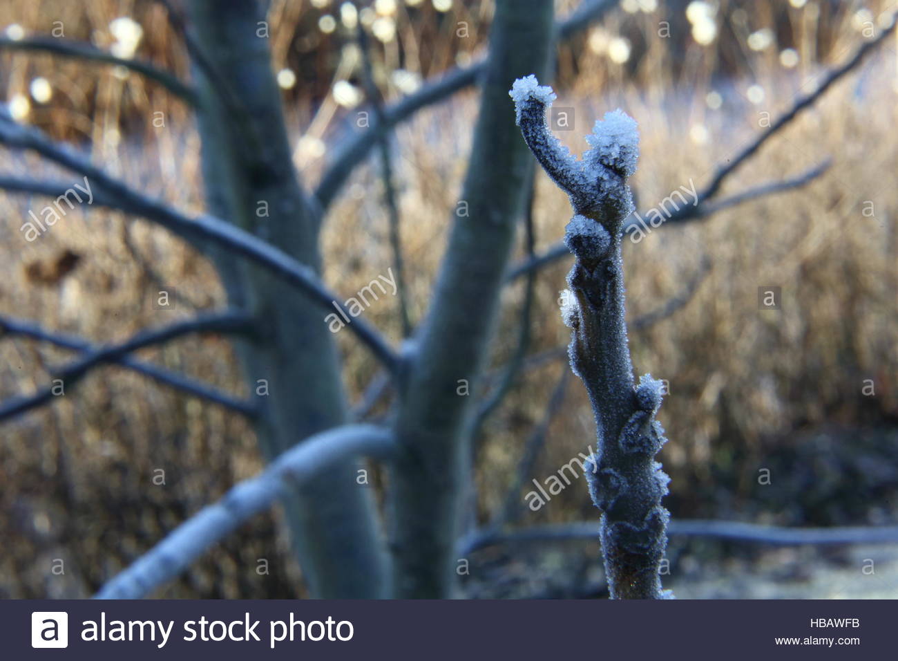 Early frost as winter beckons in a garden of branches and morning light Stock Photo