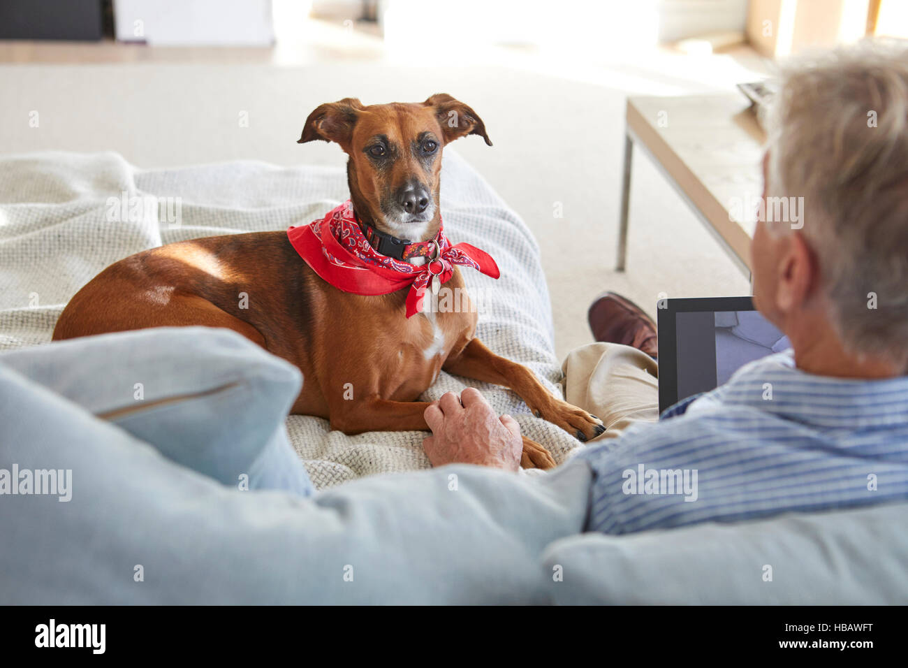 Dog watching owner use digital tablet Stock Photo