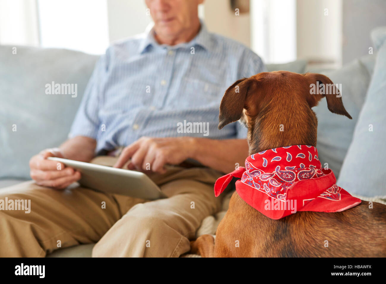 Dog watching owner use digital tablet Stock Photo