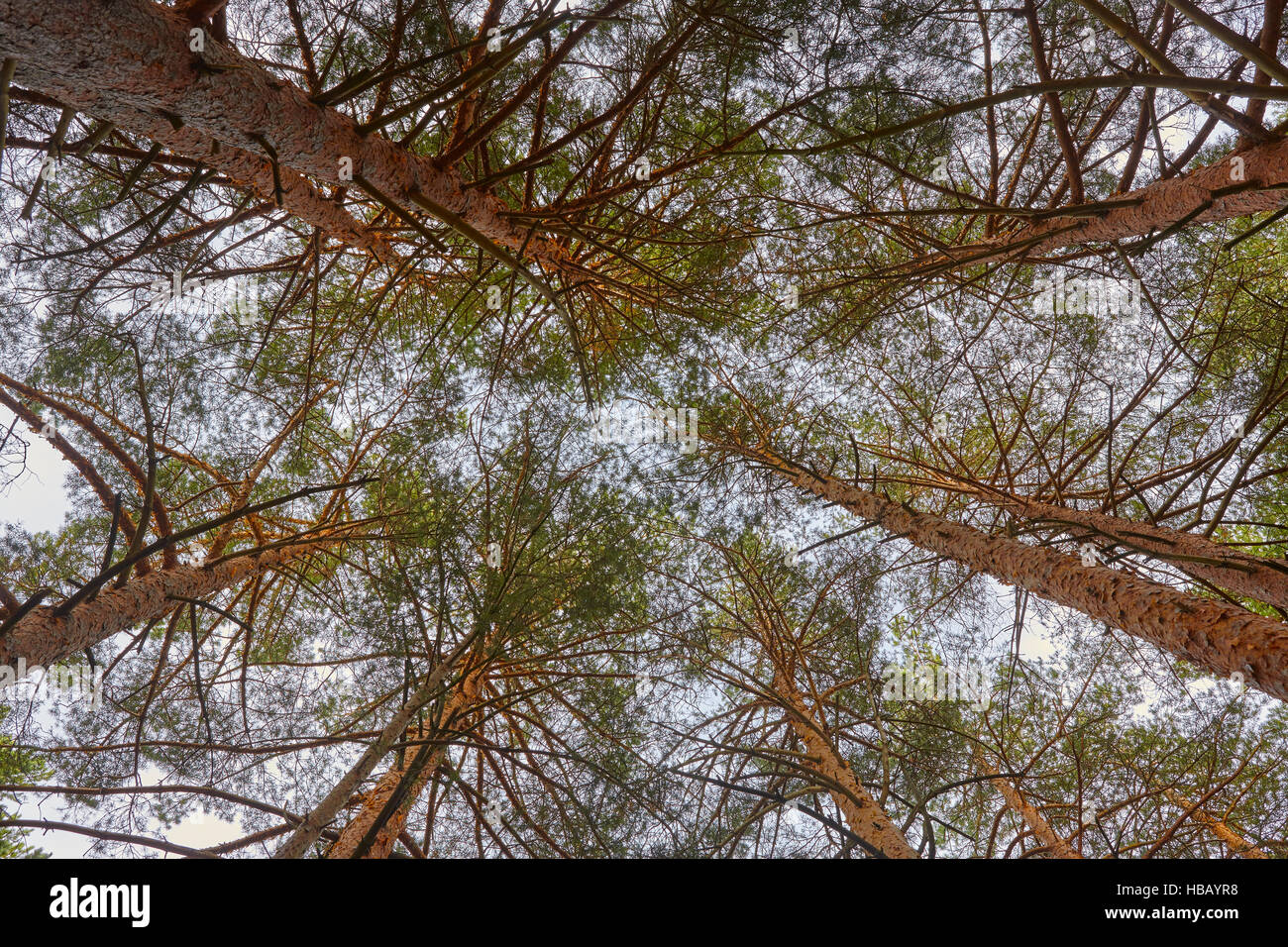 High pine tree forest view from below. Nature background. Horizontal