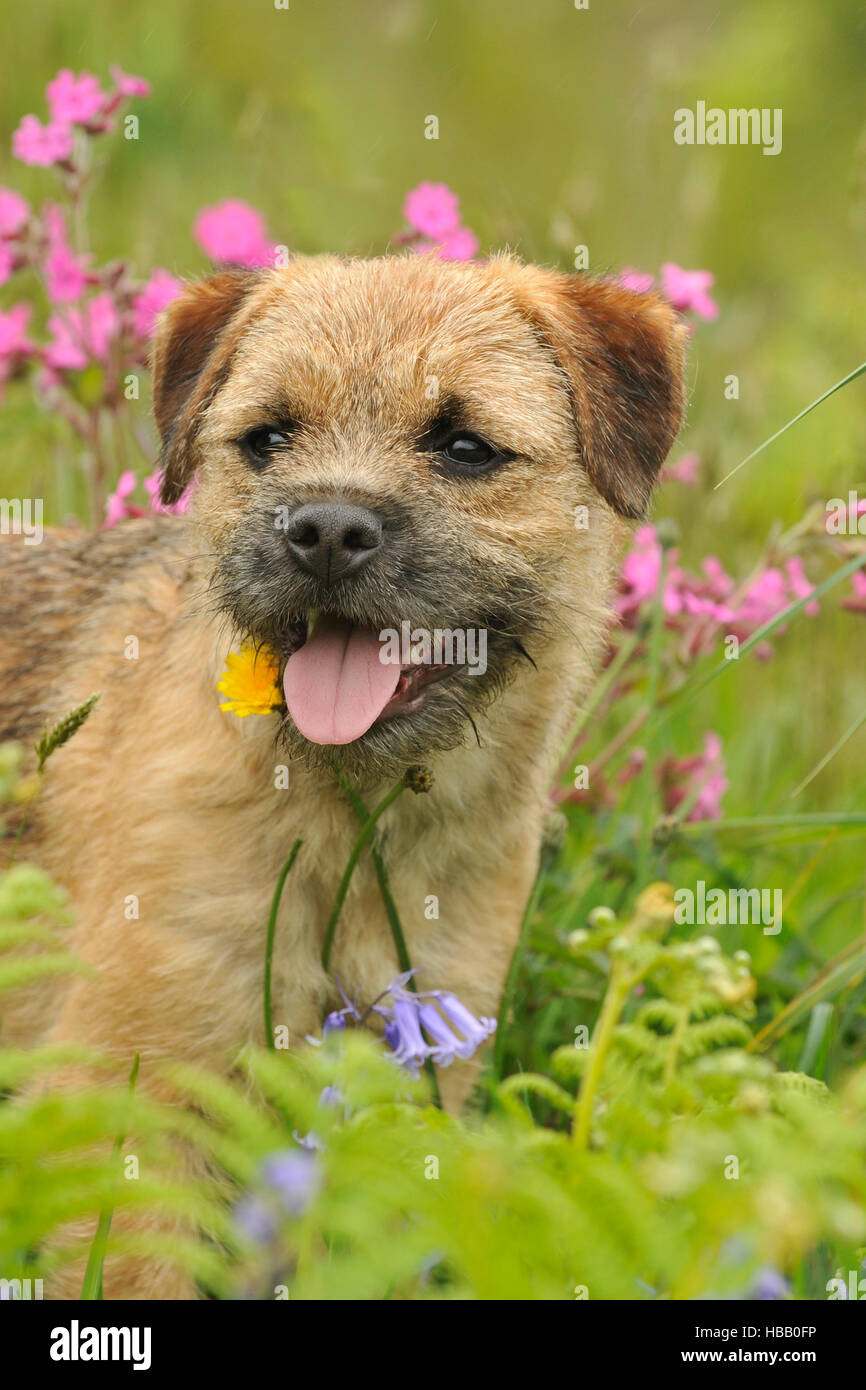 border terrier breeders east midlands