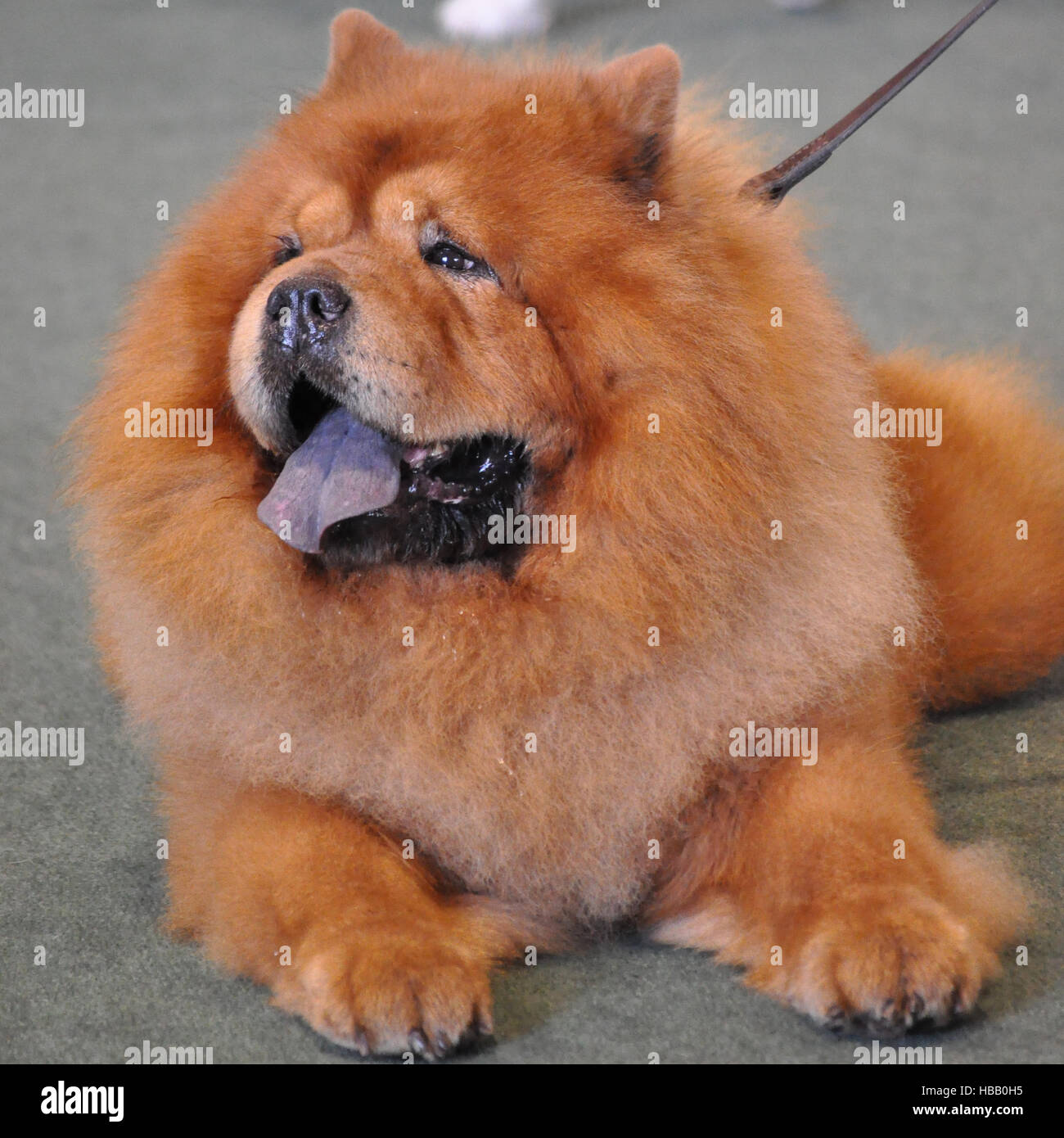 chow chow dog show