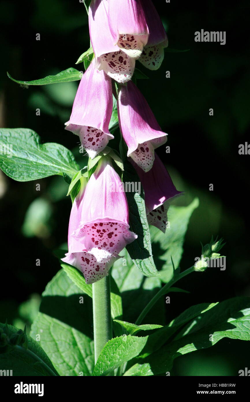 Langtagpflanzen hires stock photography and images Alamy