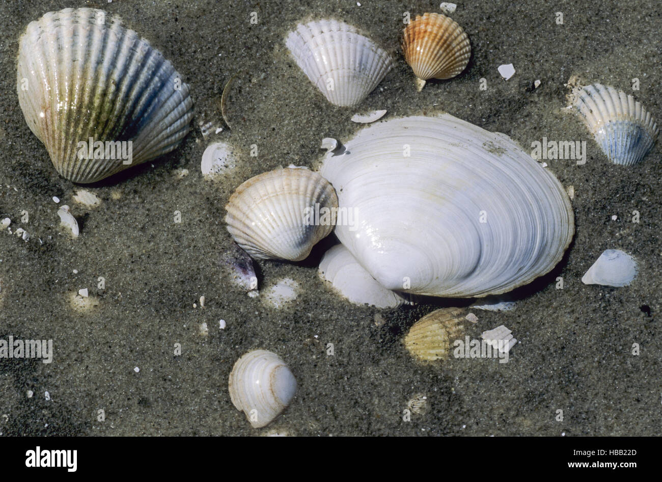 Conches in Wadden Sea / St. Peter Ording Stock Photo