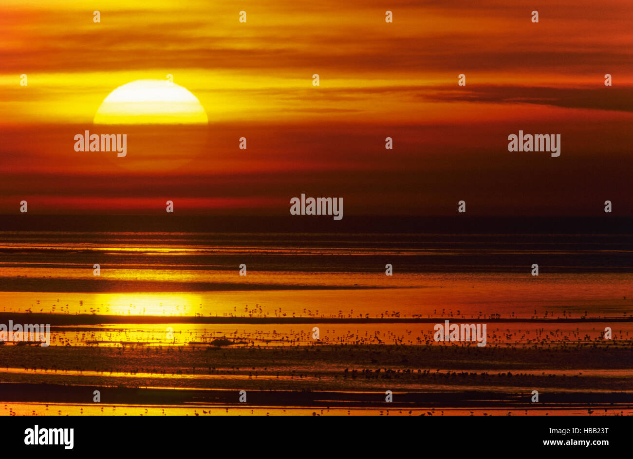Sunset with shorebirds at North Sea coast Stock Photo