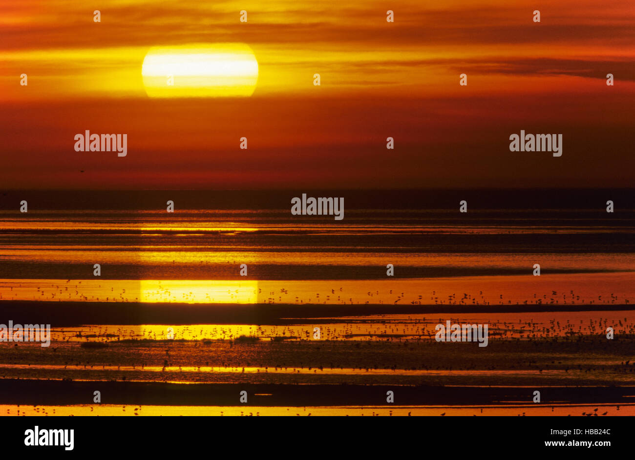 Sunset with shorebirds at North Sea coast Stock Photo
