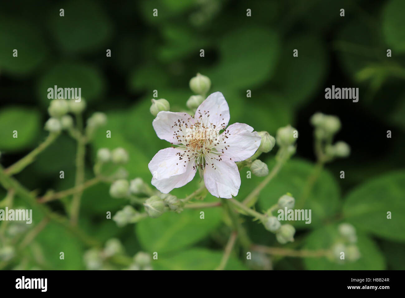 Flower of Blackberry, Rubus fruticosus Stock Photo