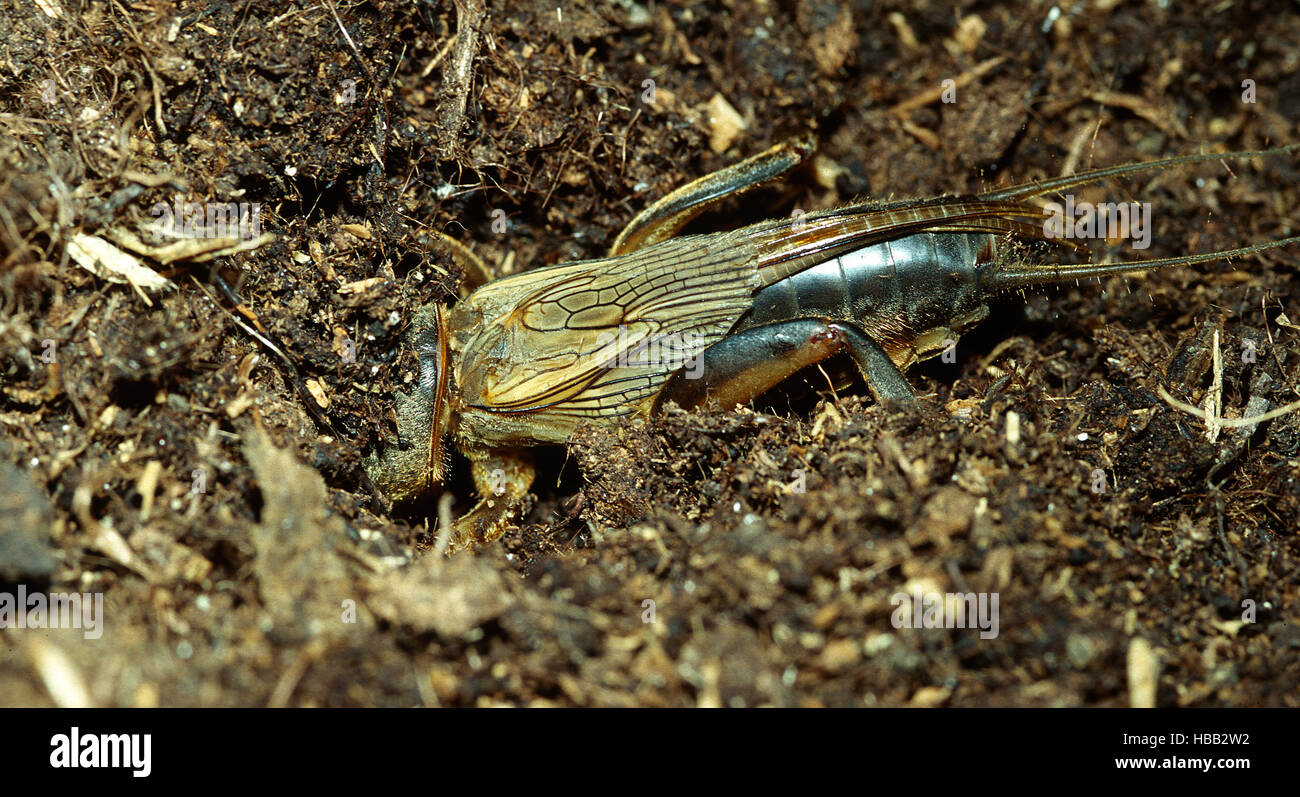 European mole cricket, mole cricket Stock Photo