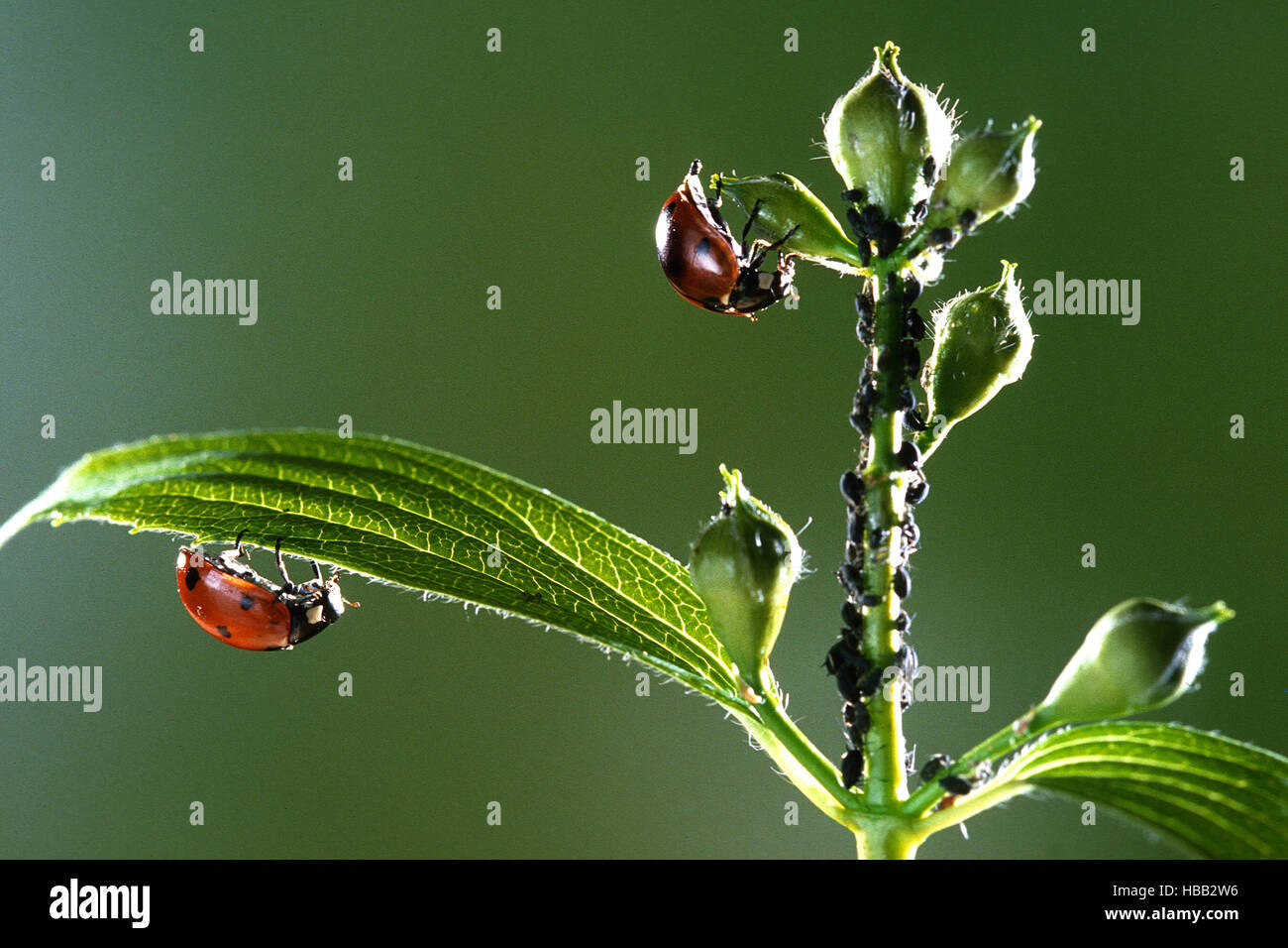Ladybug, seven-spot ladybug Stock Photo