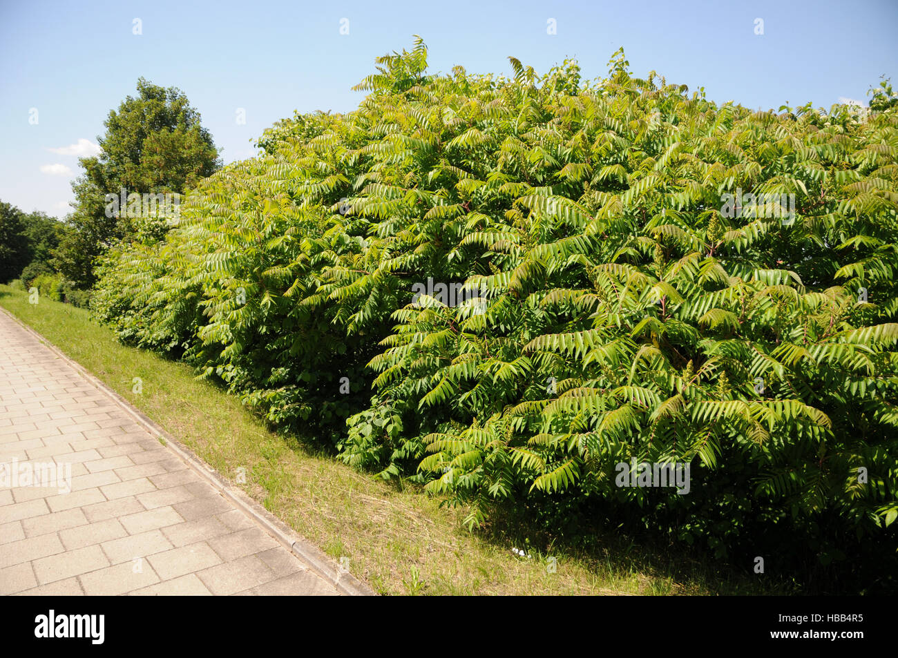 Rhus typhina, Sumac Stock Photo Alamy