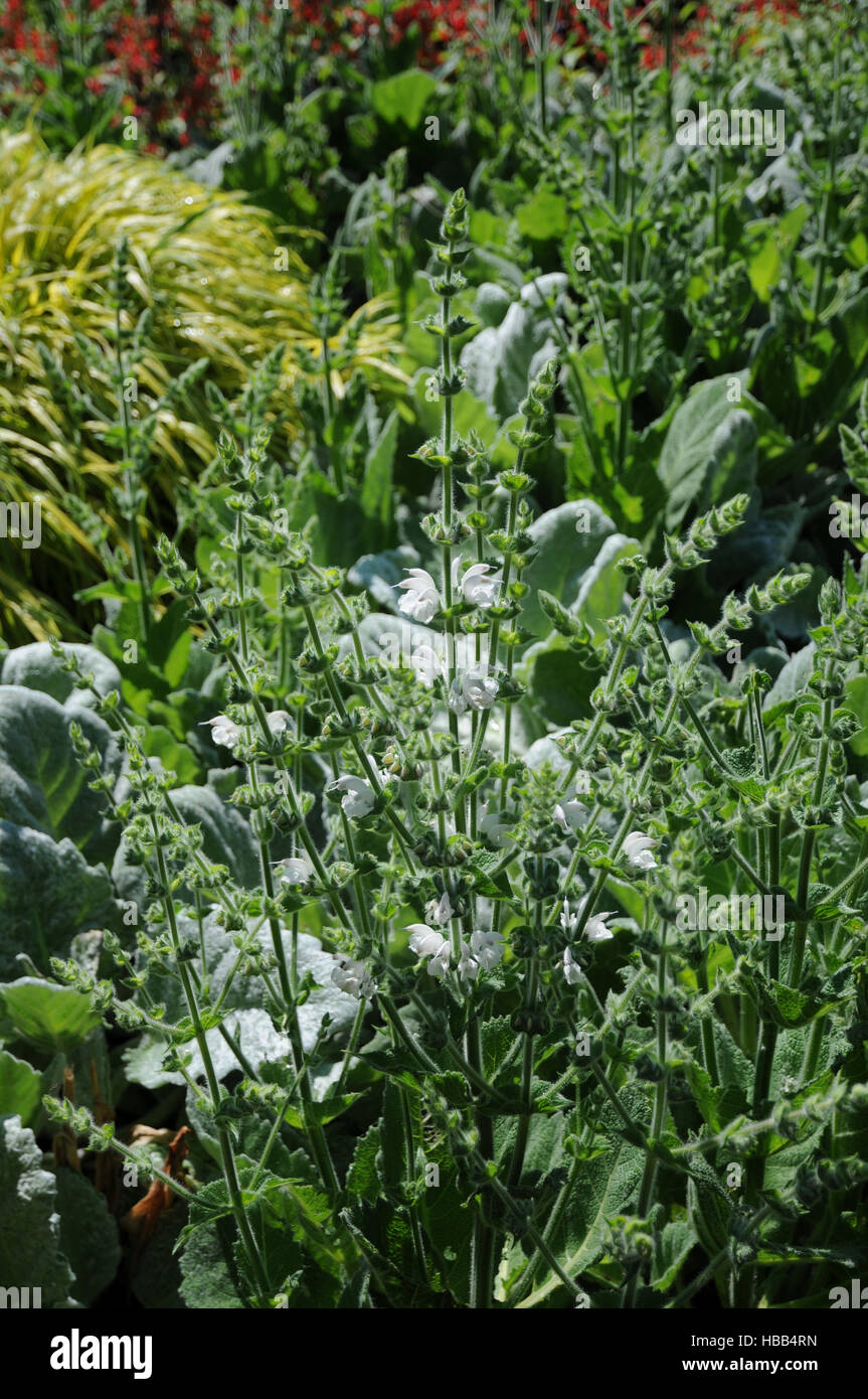 Salvia argentea, Silver sage Stock Photo
