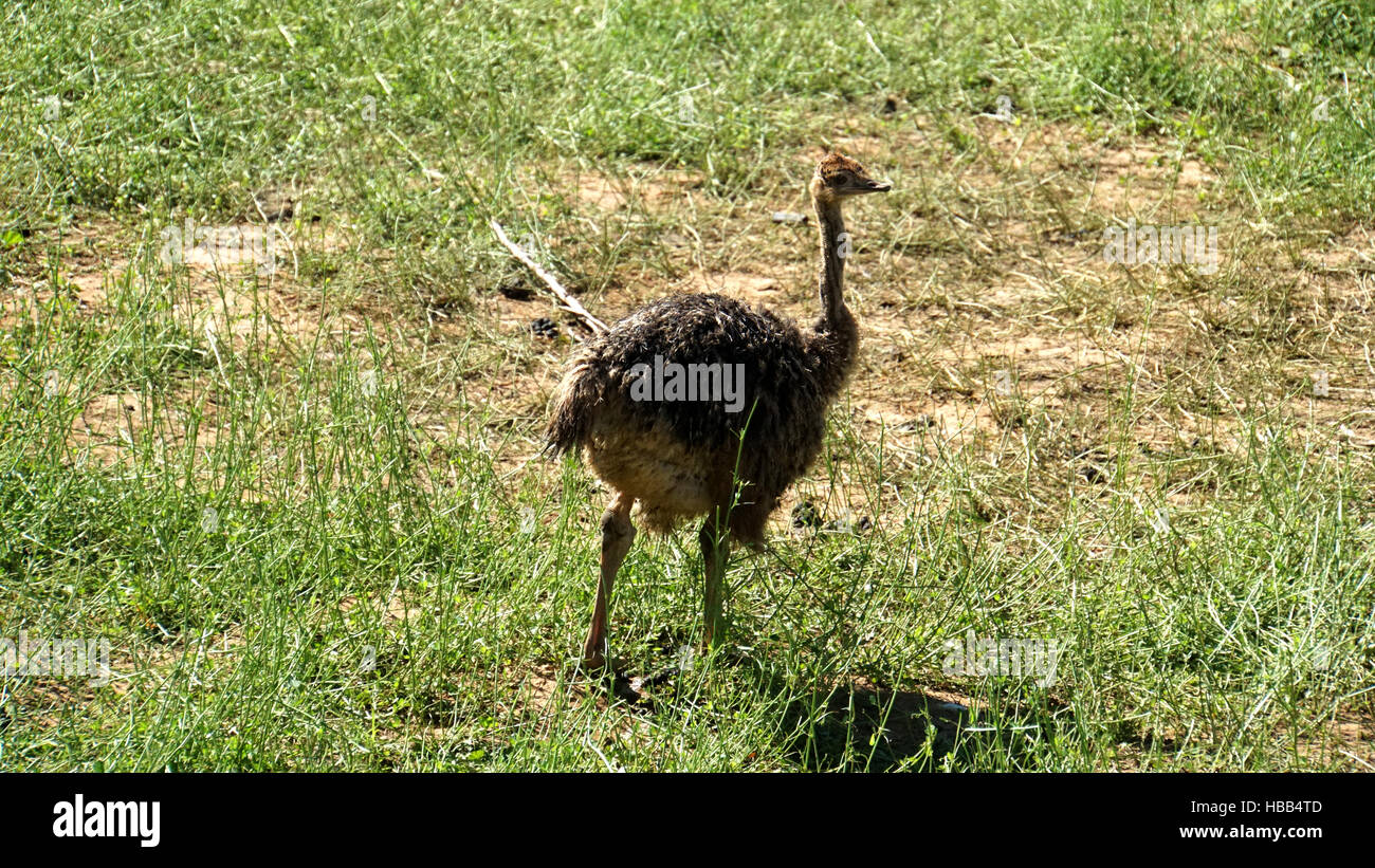 Young ostrich Stock Photo